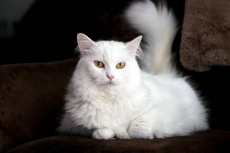 Turkish Angora Cat